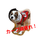cavalier可愛いリボン（個別スタンプ：2）