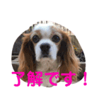 cavalier可愛いリボン（個別スタンプ：3）