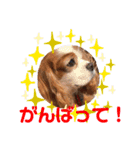 cavalier可愛いリボン（個別スタンプ：4）