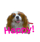 cavalier可愛いリボン（個別スタンプ：5）