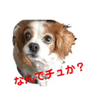 cavalier可愛いリボン（個別スタンプ：7）