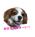 cavalier可愛いリボン（個別スタンプ：8）