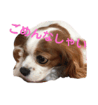 cavalier可愛いリボン（個別スタンプ：9）