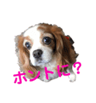 cavalier可愛いリボン（個別スタンプ：10）
