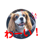 cavalier可愛いリボン（個別スタンプ：12）