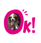 cavalier可愛いリボン（個別スタンプ：13）