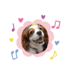 cavalier可愛いリボン（個別スタンプ：14）