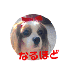 cavalier可愛いリボン（個別スタンプ：17）