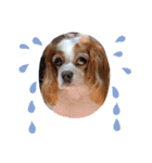 cavalier可愛いリボン（個別スタンプ：19）