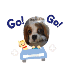 cavalier可愛いリボン（個別スタンプ：22）