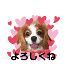 cavalier可愛いリボン（個別スタンプ：23）