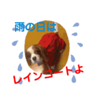 cavalier可愛いリボン（個別スタンプ：24）