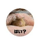 いのまた動物園Ver.Z（個別スタンプ：6）