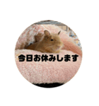 いのまた動物園Ver.Z（個別スタンプ：7）
