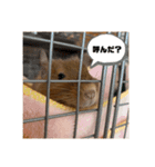 いのまた動物園Ver.Z（個別スタンプ：12）
