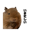 いのまた動物園Ver.Z（個別スタンプ：13）