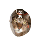 猫の考え（個別スタンプ：1）