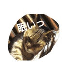 猫の考え（個別スタンプ：2）