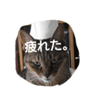 猫の考え（個別スタンプ：3）