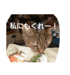 猫の考え（個別スタンプ：4）