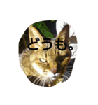猫の考え（個別スタンプ：5）