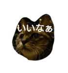 猫の考え（個別スタンプ：6）