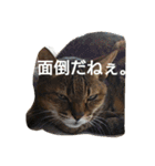 猫の考え（個別スタンプ：8）