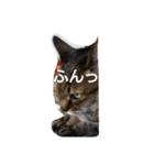 猫の考え（個別スタンプ：10）