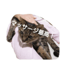 猫の考え（個別スタンプ：11）