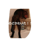 猫の考え（個別スタンプ：12）