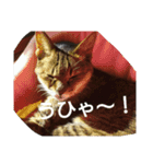 猫の考え（個別スタンプ：15）