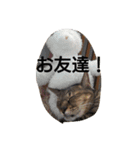 猫の考え（個別スタンプ：16）