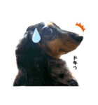 愛犬 ミニチュアダックスとナナ（個別スタンプ：2）