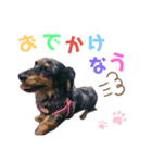 愛犬 ミニチュアダックスとナナ（個別スタンプ：3）