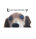 愛犬 ミニチュアダックスとナナ（個別スタンプ：5）