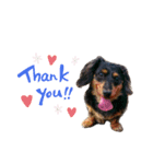 愛犬 ミニチュアダックスとナナ（個別スタンプ：7）