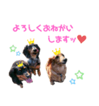 愛犬 ミニチュアダックスとナナ（個別スタンプ：8）