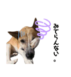 愛犬 ミニチュアダックスとナナ（個別スタンプ：9）