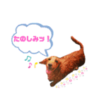 愛犬 ミニチュアダックスとナナ（個別スタンプ：10）