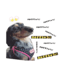 愛犬 ミニチュアダックスとナナ（個別スタンプ：11）