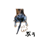 愛犬 ミニチュアダックスとナナ（個別スタンプ：12）