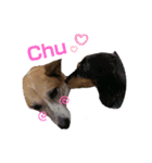 愛犬 ミニチュアダックスとナナ（個別スタンプ：13）