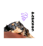 愛犬 ミニチュアダックスとナナ（個別スタンプ：14）