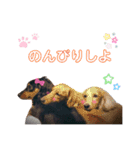 愛犬 ミニチュアダックスとナナ（個別スタンプ：15）