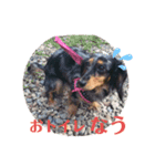 愛犬 ミニチュアダックスとナナ（個別スタンプ：16）