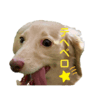 ★Mダックス  リル＆ハル★のスタンプ3（個別スタンプ：1）