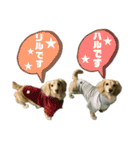★Mダックス  リル＆ハル★のスタンプ3（個別スタンプ：5）