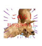★Mダックス  リル＆ハル★のスタンプ3（個別スタンプ：14）