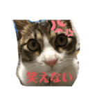 猫のむぎのスタンプ その3（個別スタンプ：1）