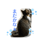 猫のむぎのスタンプ その3（個別スタンプ：2）